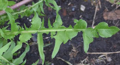 Lacerate-leaved Dandelion