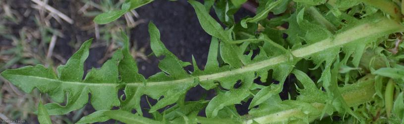 Lacerate-leaved Dandelion