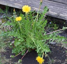 Lacerate-leaved Dandelion