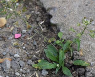 Shepherd's-purse type 55