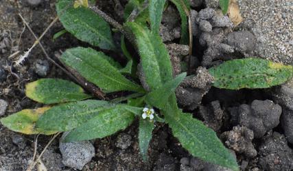 Shepherd's-purse type 55