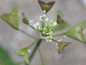 Shepherd's-purse type 55