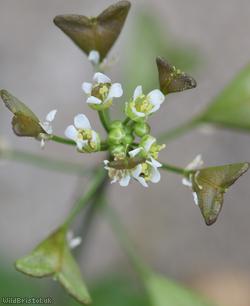Shepherd's-purse type 55