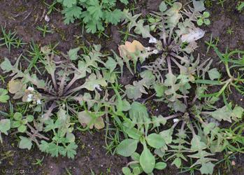 Shepherd's-purse type 56