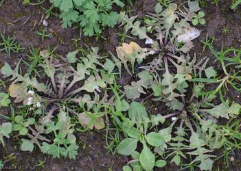 Shepherd's-purse type 56