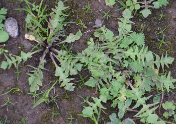 Shepherd's-purse type 56