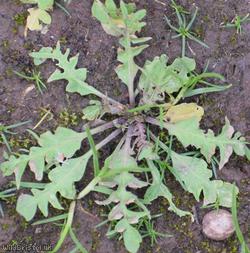 Shepherd's-purse type 56