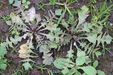 image for Shepherd's-purse type 56