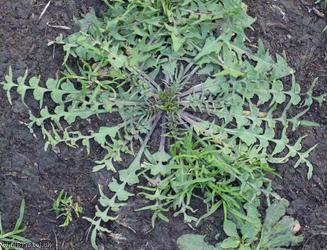 image for Shepherd's-purse type 57