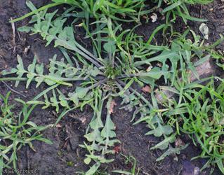 Shepherd's-purse type 57