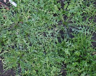 Shepherd's-purse type 57