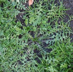 Shepherd's-purse type 57