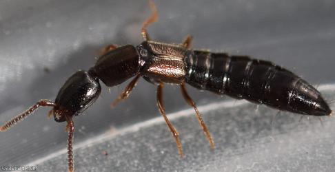 Xantholinus linearis