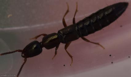 Xantholinus linearis