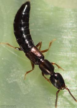 Xantholinus linearis