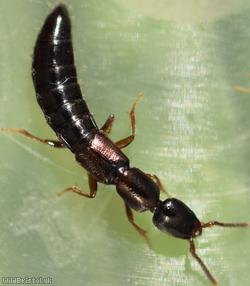Xantholinus linearis