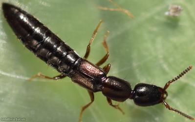 Xantholinus linearis