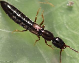 Xantholinus linearis