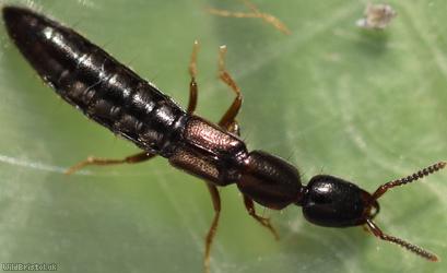 Xantholinus linearis