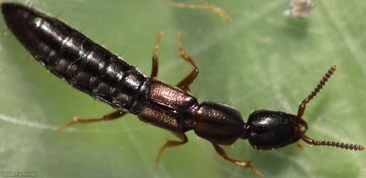 Xantholinus linearis