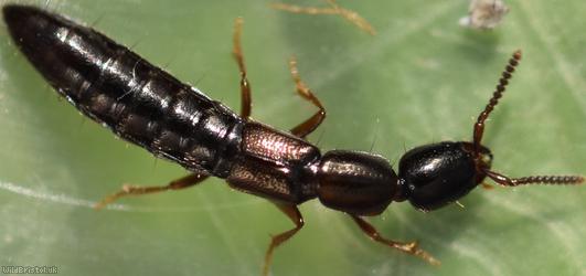 Xantholinus linearis