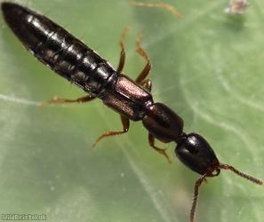 Xantholinus linearis