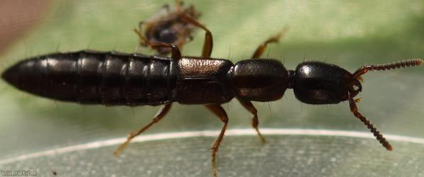 Xantholinus linearis