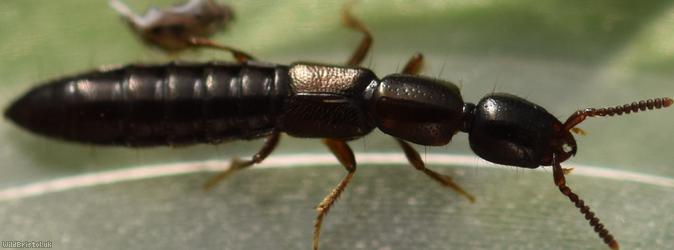 Xantholinus linearis