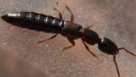 Xantholinus linearis