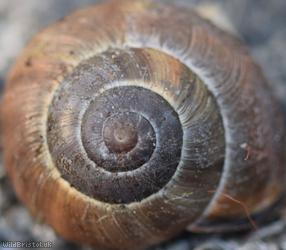 Brown-lipped Snail