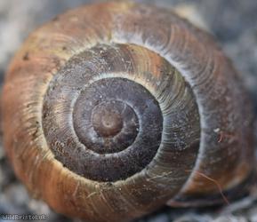 Brown-lipped Snail