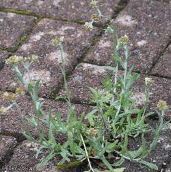 Jersey Cudweed