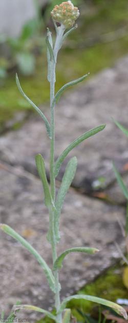 Jersey Cudweed