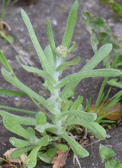 Jersey Cudweed