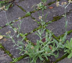 image for Jersey Cudweed