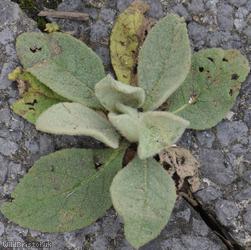 Great Mullein