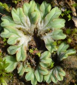 image for Common Crystalwort