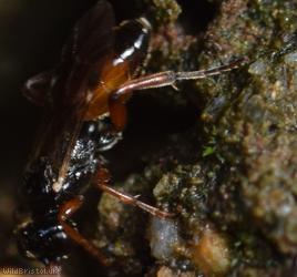 Phygadeuon Unidentified 1