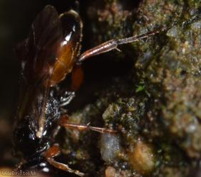 Phygadeuon Unidentified 1