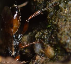 Phygadeuon Unidentified 1