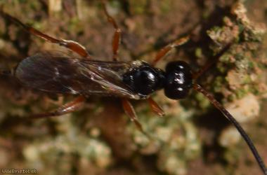 Phygadeuon Unidentified 1