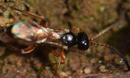 Phygadeuon Unidentified 1