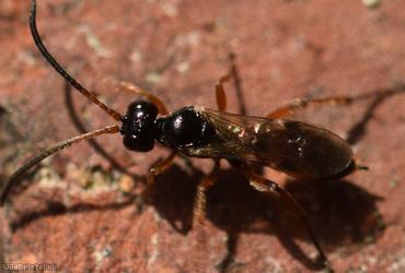 Phygadeuon Unidentified 1