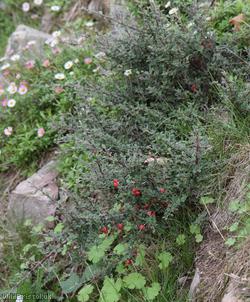 Earthquake Cotoneaster