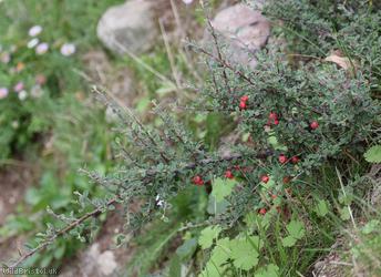 image for Earthquake Cotoneaster