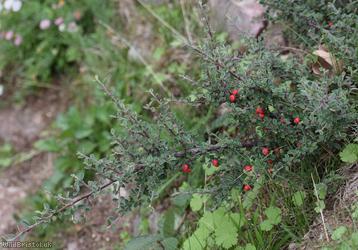 Earthquake Cotoneaster