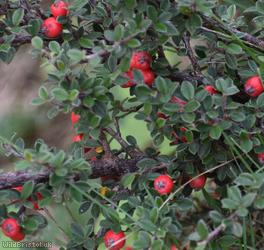 Earthquake Cotoneaster