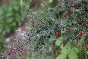 Earthquake Cotoneaster