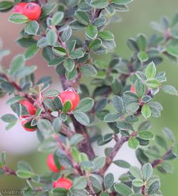 Earthquake Cotoneaster
