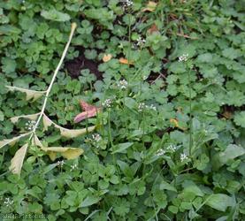 Shepherd's-purse type 28